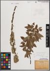 Foto von Salix cinerea L. x Salix viminalis L.